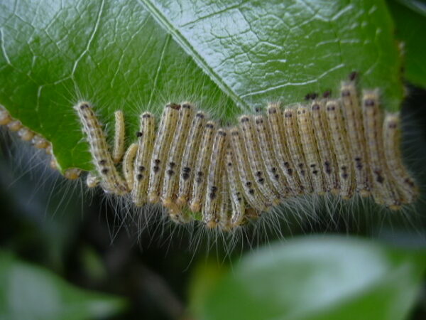 チャドクガ