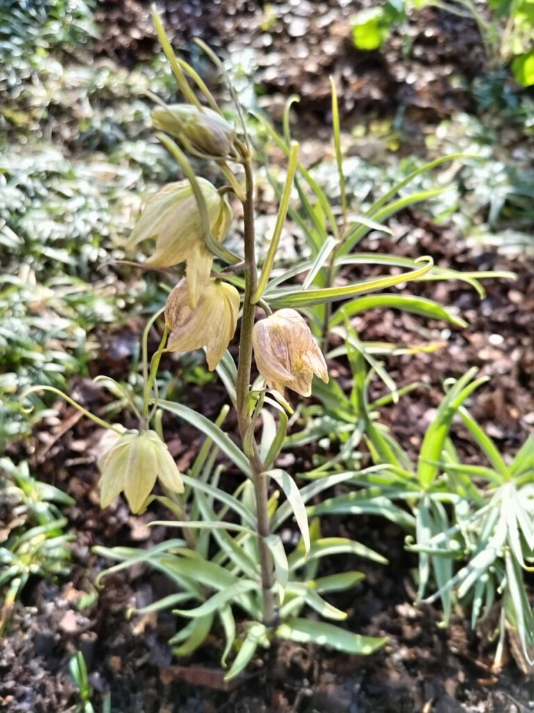 バイモの画像