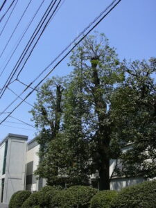 東京都杉並区でのカシの木の剪定作業後