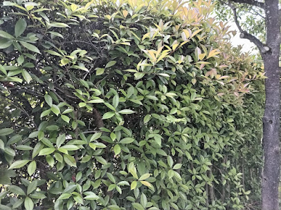 ベニカナメモチの生垣