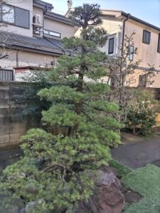 東京都杉並区での五葉松の剪定の作業後