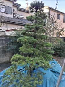 東京都杉並区での五葉松の剪定作業前