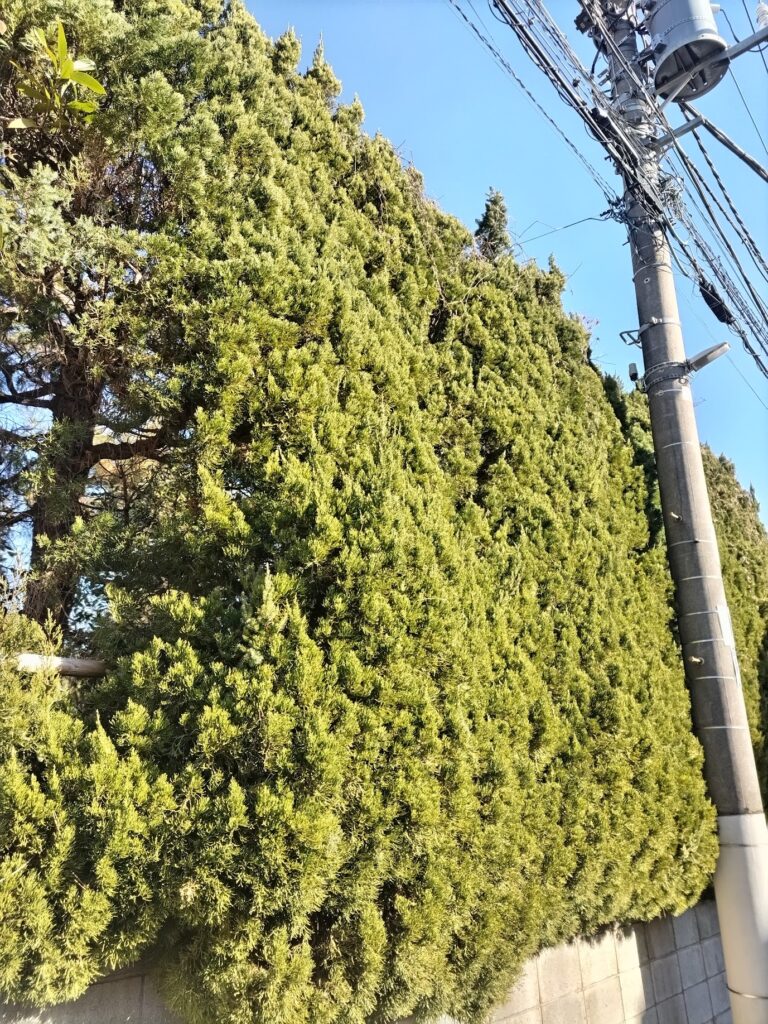 カイズカイブキの生垣