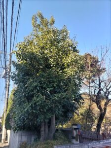 練馬区での玄関前のアラカシの剪定前