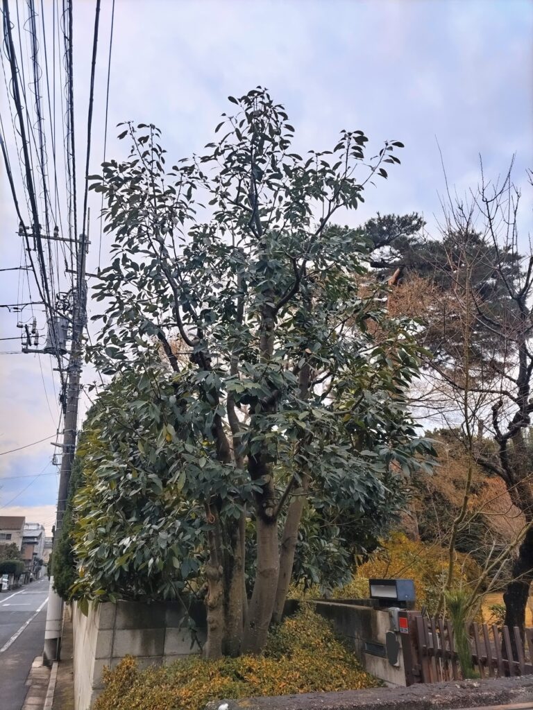 東京都練馬区・株立ちアラカシの枝抜き剪定後