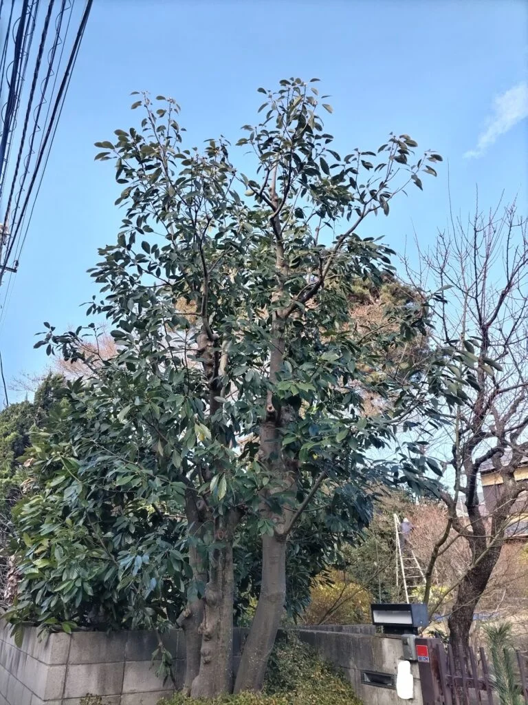 練馬区での玄関前のアラカシ剪定