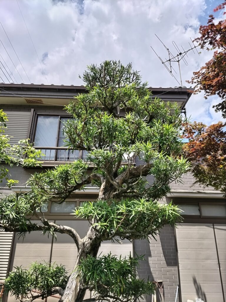 マキの剪定の施工後｜東京・庭師草庵