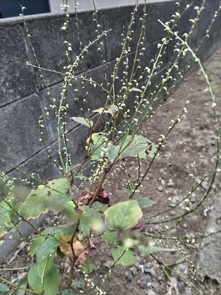 杉並区でのギンミズヒキ