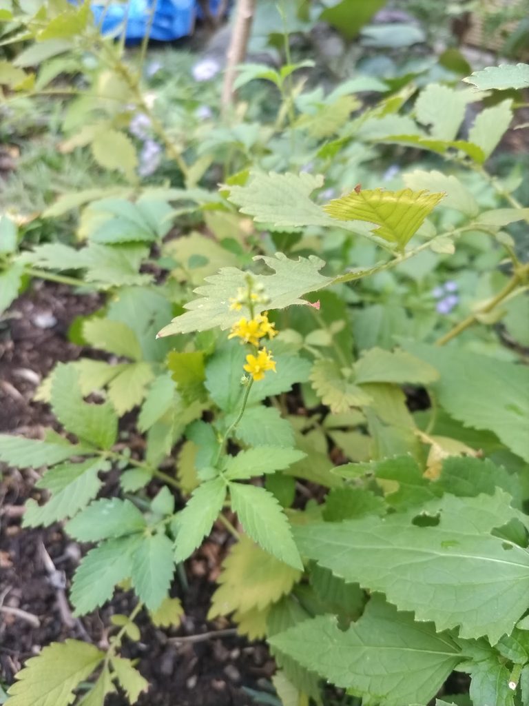 キンミズヒキの品川区での植栽例