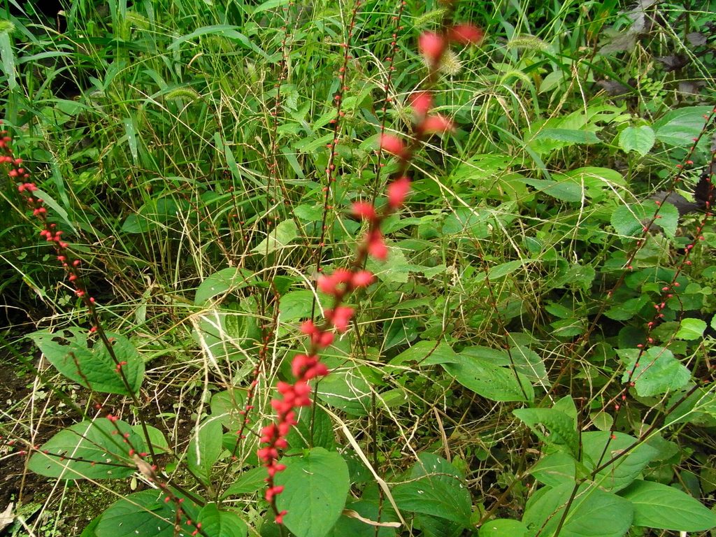 武蔵野市でのミズヒキの植栽例