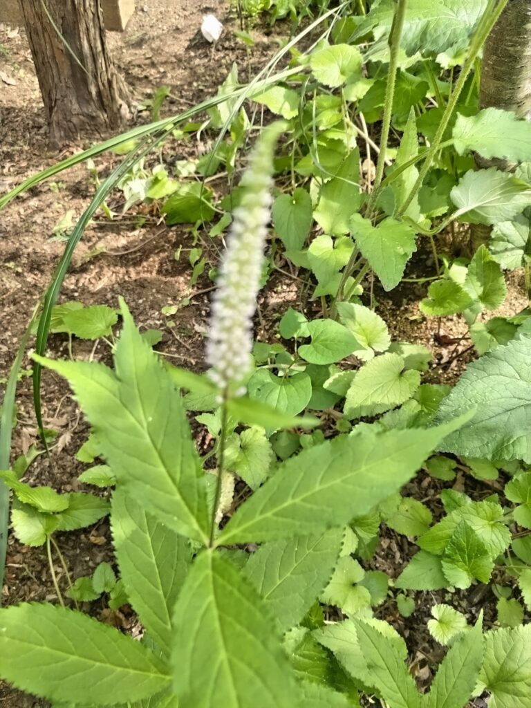品川区で植栽したクガイソウ