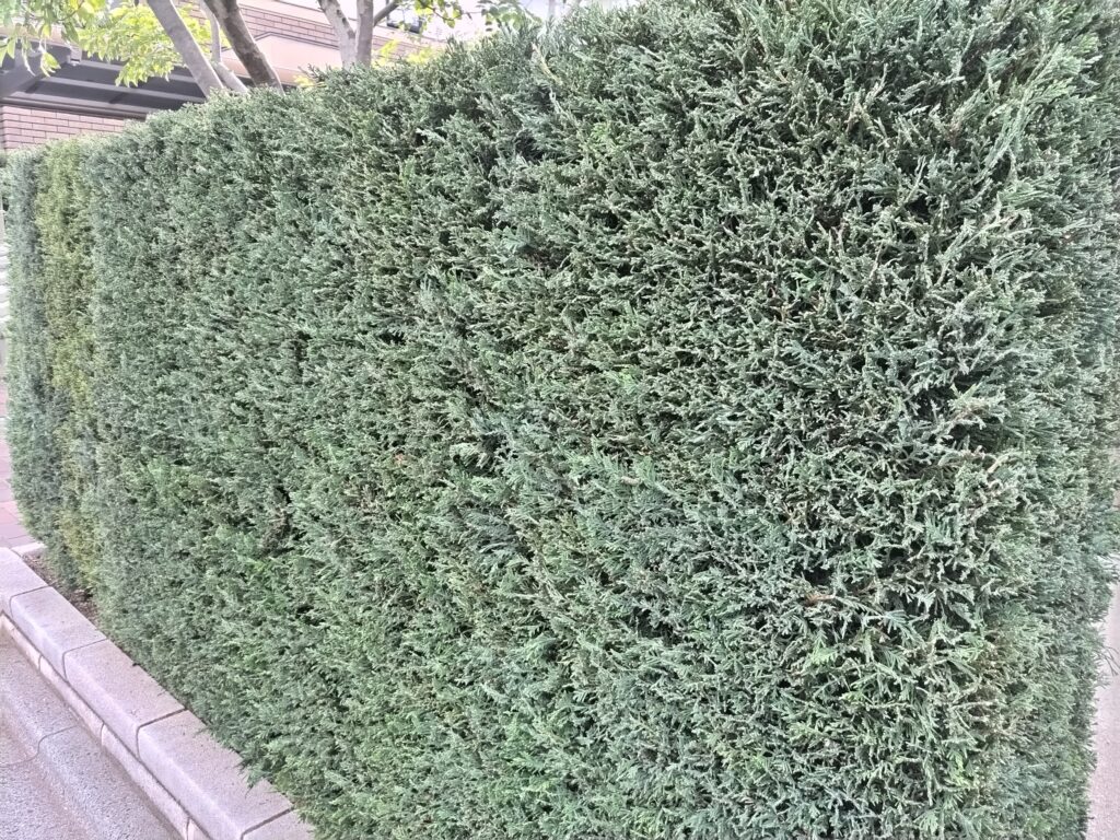 杉並区の住宅で家まわりの囲いと境界になっている高さ約1.4mのレイランドヒノキの生垣